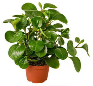 Peperomia obtusifolia plant 15cm