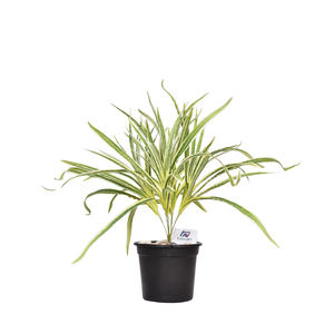 Artificial Aralia Palm Leaf Branch 45 cm