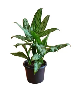 اجلونيما دائمة الخضرة