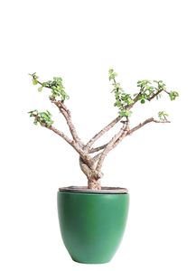 Jade Plant with Green Pot