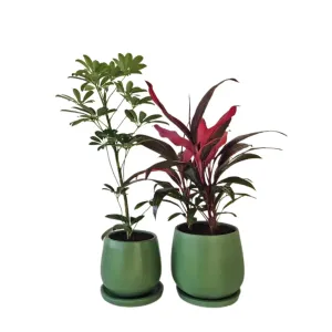 Set 3 - Outdoor Duo, Medium Size