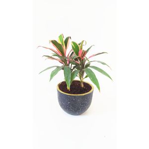 Cordyline With A Terrazzo Black Pot
