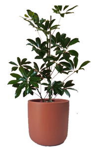 Schefflera in 15 cm Burgundy Pot