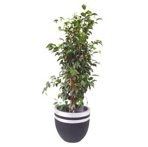 Weeping Fig - Indoor Natural Plants