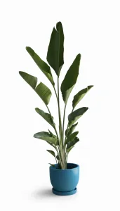 Sterilizia Nicolai in Pot
