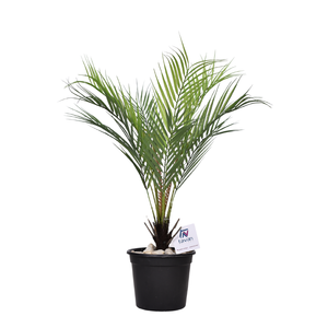 Artificial Cycas plant 60 cm