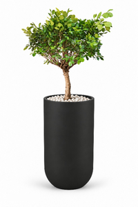 Dwarf Ficus Natural In Luna Pot