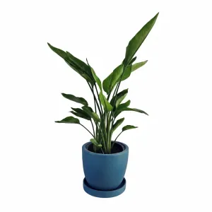 Strelizia in a 25cm Pot