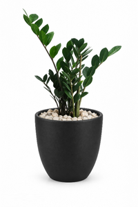 Green ZZ Natural Plant In Aura Pot