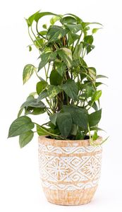 Beige Engraved Plant Pot (Small)