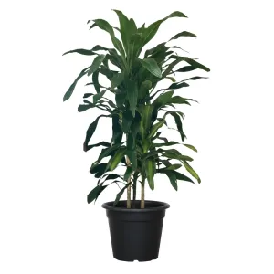 Dracena Corn Indoor Plant
