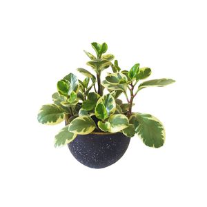 Yellow Baby Rubber With A Terrazzo Black Pot