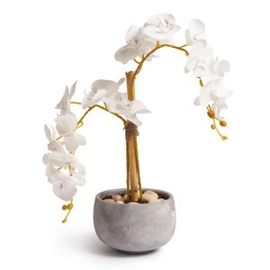 Orchids in Pot