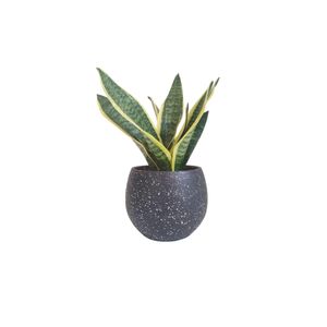 Gold Snake With A Terrazzo Black Pot