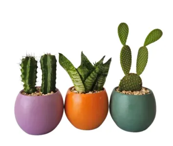 Minis Set Matte