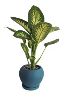 Dieffenbachia Tropic Snow in Dark Teal Pot