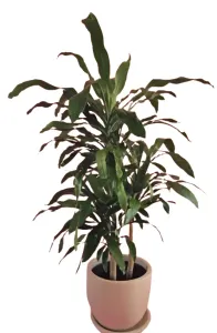 دراسينا مع وعاء نبات