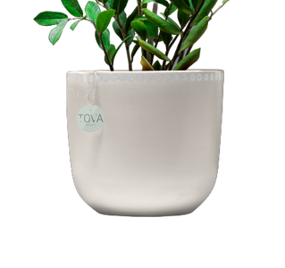 ديفاين  بوت بيج منقط