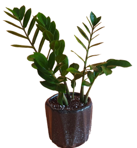 نبتة زيزي – نبات داخلي سهل العناية