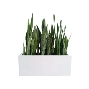 Outdoor/Indoor Snake plant - Rectangular Pot