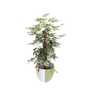 Schefflera with Green & White Pot