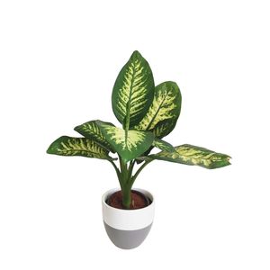 Dieffenbachia With Grey & White Pot