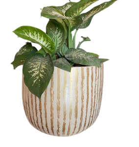 جولد ستريبد بوت