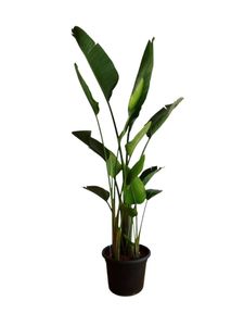 Natural Strelizia Nicolai Plant 150cm