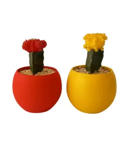 Mini Moon Cactus Duo