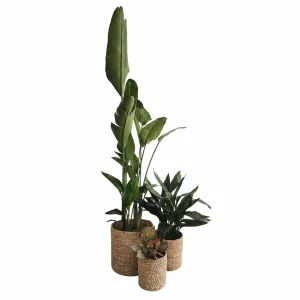 Medium Light Trio in Baskets
