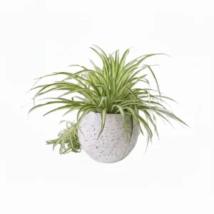 Spider Plant With A Terrazzo White Pot