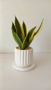 Laurentii in white ribbed pot