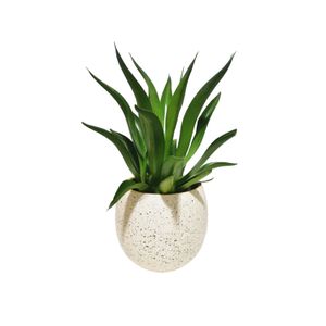 Aloe with White Terrazzo Pot
