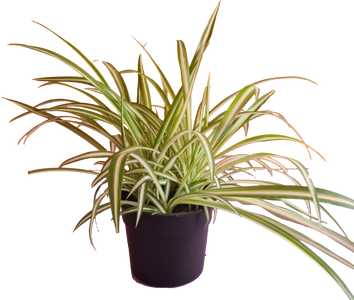 Spider Plant