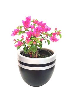 Pink Bougainvillea With Black & Silver Pot