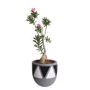 Desert Rose