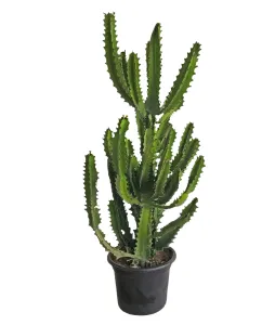 Euphorbia Plant