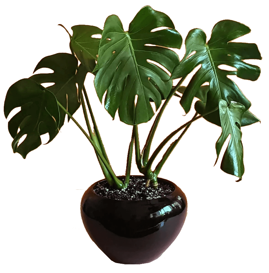 Monstera Deliciosa Plant in 20cm Pot 1