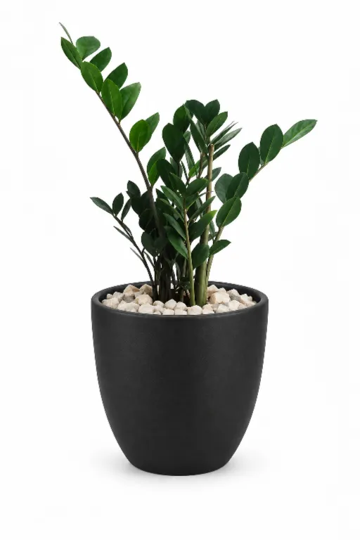 Green ZZ Natural Plant In Aura Pot