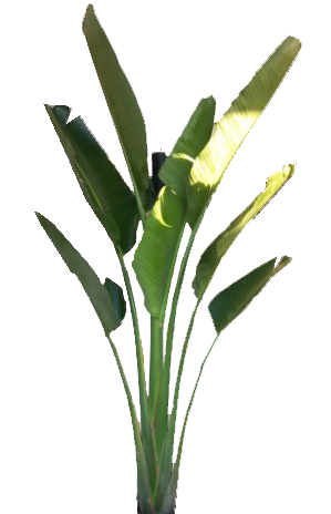 Strelitzia Nicolai Natural Plant 1
