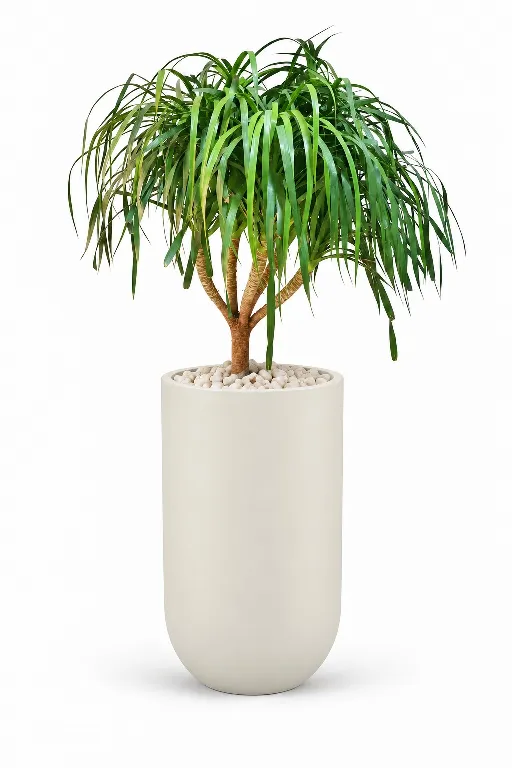 Ponytail Natural Plant In Luna Pot