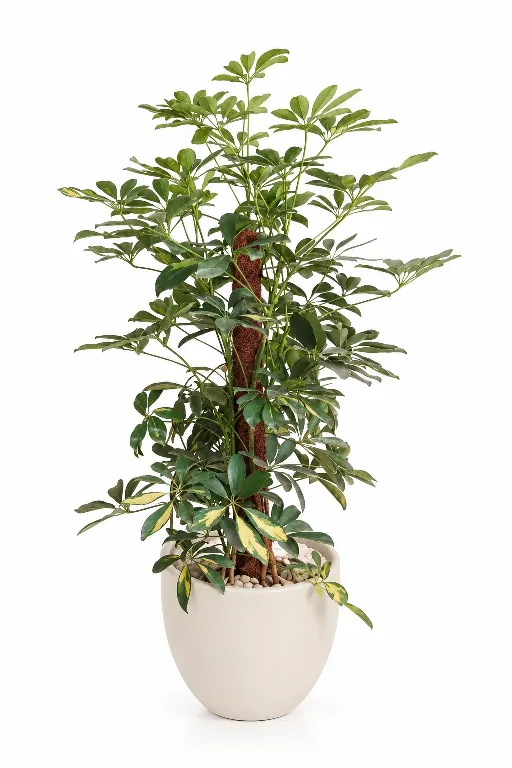 Variegated Schefflera Natural Plant In Curve Pot