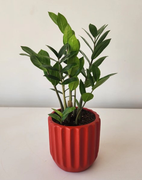 ZZ Plant – Indoor Potted Greenery