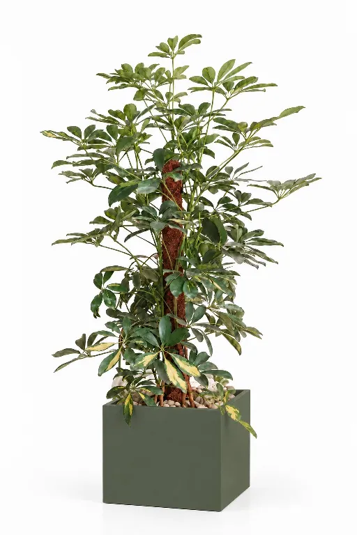 Variegated Schefflera Natura Plant In Cube Pot