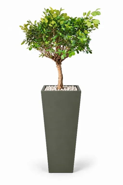 Dwarf Ficus Natural In Obelisk Pot