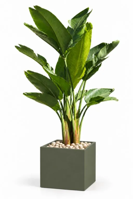 Natural Augusta In Cube Pot