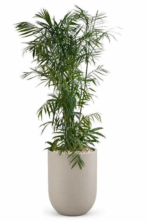 Natural Bamboo In Luna Pot