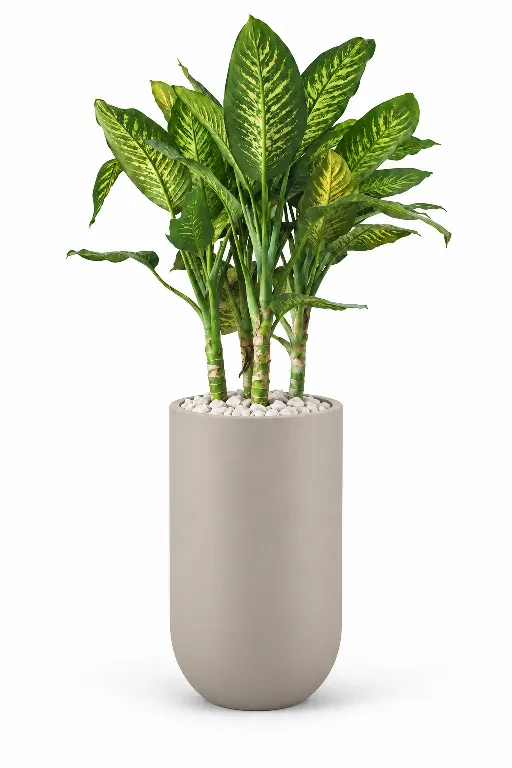 Dieffenbachia Natural Plant In Luna Pot