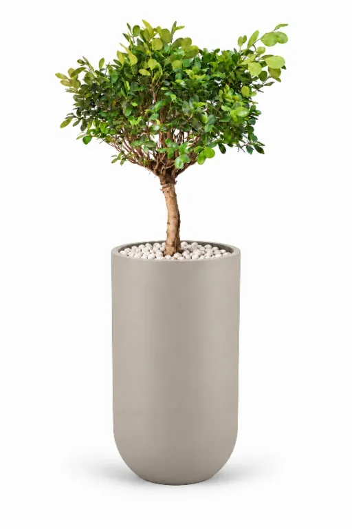 Dwarf Ficus Natural In Luna Pot
