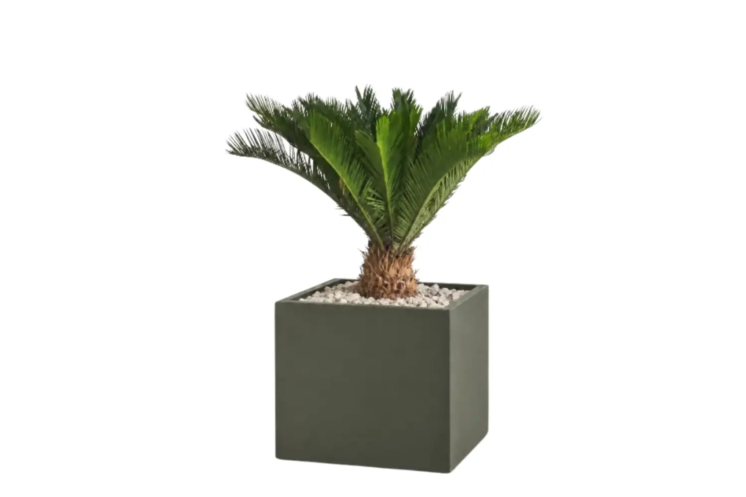 Modern Potted Natural Cycad Palm In Cube Pot